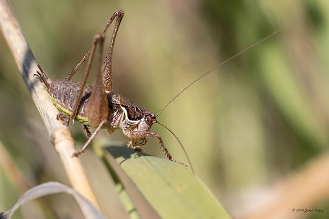 Bush cricket