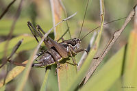 Bush cricket female Bush cricket - Pholidoptera femorata female<br />
http://www.jungledragon.com/image/32971/bush_cricket.html Animal,Animalia,Arthropoda,Bulgaria,Bush cricket,Fall,Geotagged,Insect,Insecta,Katydid,Long-horned grasshopper,Orthoptera,Pholidoptera femorata,Tettigoniidae,Wildlife