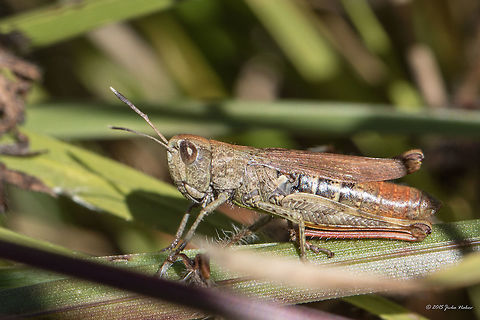 Rufous grasshopper Rufous grasshopper in grass Gomphocerus rufus female
http://www.jungledragon.com/image/32975/rufous_grasshopper.html Acrididae,Animal,Animalia,Arthropoda,Bulgaria,Europe,Fall,Geotagged,Gomphocerippus rufus,Gomphocerus rufus,Insect,Insecta,Orthoptera,Rufous grasshopper,Short-horned Grasshopper,Steppe grasshopper,Vitosha Mountain Nature Park,Wildlife
