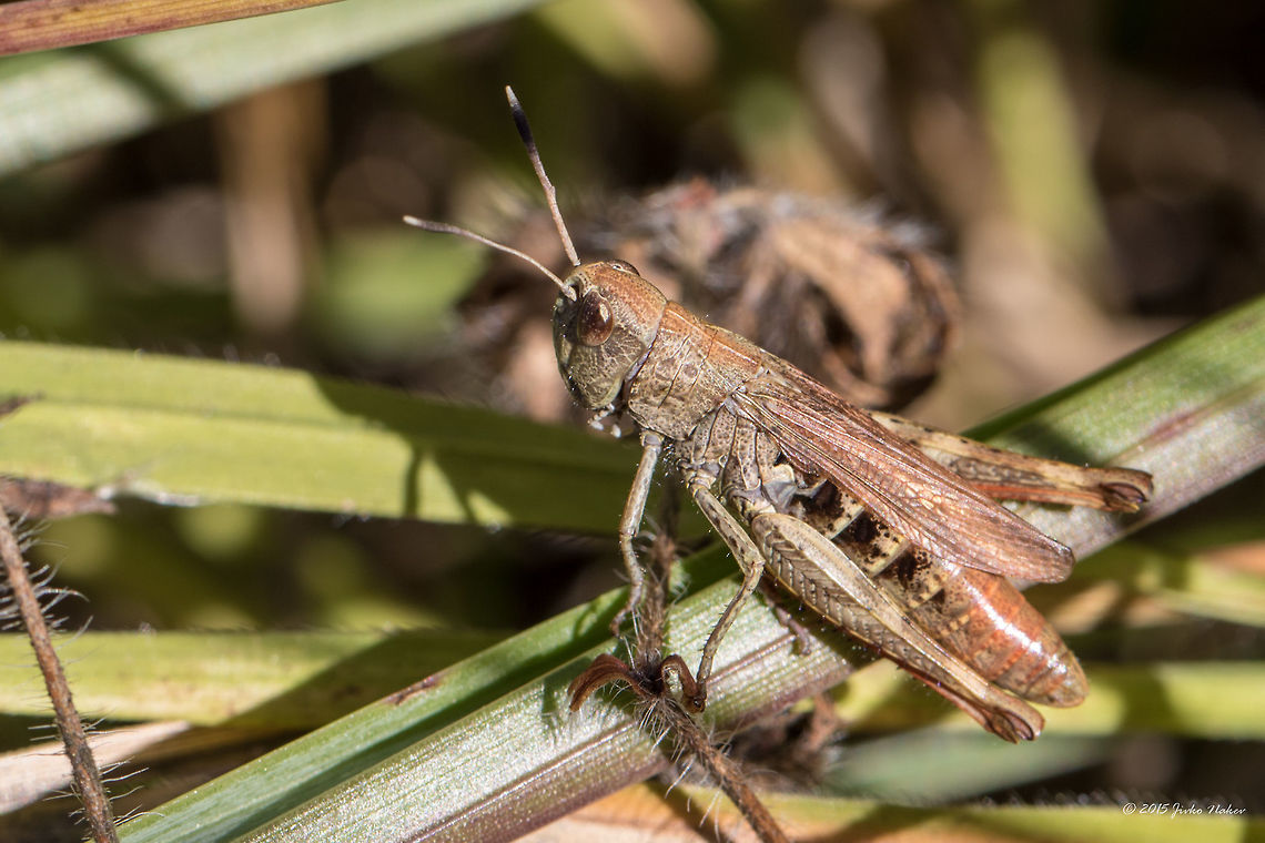 Rufous grasshopper Rufous grasshopper in grass Gomphocerippus rufus female<br />
<figure class="photo"><a href="https://www.jungledragon.com/image/32974/rufous_grasshopper.html" title="Rufous grasshopper"><img src="https://s3.amazonaws.com/media.jungledragon.com/images/1332/32974_thumb.jpg?AWSAccessKeyId=05GMT0V3GWVNE7GGM1R2&Expires=1759968010&Signature=mHzcvtSHOjAHK0kXcVIS6v1TrAM%3D" width="200" height="134" alt="Rufous grasshopper Rufous grasshopper in grass Gomphocerus rufus female<br />
http://www.jungledragon.com/image/32975/rufous_grasshopper.html Acrididae,Animal,Animalia,Arthropoda,Bulgaria,Europe,Fall,Geotagged,Gomphocerippus rufus,Gomphocerus rufus,Insect,Insecta,Orthoptera,Rufous grasshopper,Short-horned Grasshopper,Steppe grasshopper,Vitosha Mountain Nature Park,Wildlife" /></a></figure> Acrididae,Animal,Animalia,Arthropoda,Bulgaria,Europe,Fall,Geotagged,Gomphocerippus rufus,Insect,Insecta,Orthoptera,Rufous grasshopper,Short-horned Grasshopper,Steppe grasshopper,Vitosha Mountain Nature Park,Wildlife
