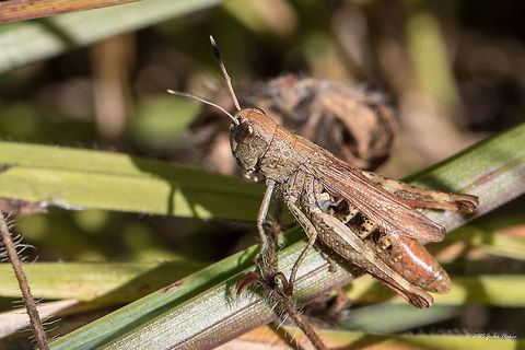 Rufous grasshopper Rufous grasshopper in grass Gomphocerippus rufus female
http://www.jungledragon.com/image/32974/rufous_grasshopper.html Acrididae,Animal,Animalia,Arthropoda,Bulgaria,Europe,Fall,Geotagged,Gomphocerippus rufus,Insect,Insecta,Orthoptera,Rufous grasshopper,Short-horned Grasshopper,Steppe grasshopper,Vitosha Mountain Nature Park,Wildlife