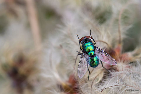Green bottle fly Green bottle fly Lucilia caesar Animal,Animalia,Arthropoda,Blow fly,Bluebottle fly,Bulgaria,Calliforidae,Carrion fly,Common greenbottle,Diptera,Europe,Fall,Geotagged,Green bottle fly,Greenbottle fly,Insect,Insecta,Lucilia caesar,Nature,Sofia