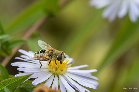 Hoverfly on white flower Hoverfly on white wild flower Eristalis pertinax Animal,Animalia,Arthropoda,Bulgaria,Diptera,Drone fly,Eristalis pertinax,Europe,Fall,Geotagged,Hoverfly,Insect,Insecta,Nature,Sofia,Syrphid fly,Syrphidae,Wildlife