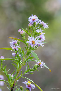 Aster wild flower Need help to ID this flower. It is about 80-120 cm high. Flowers white to pink/pale purple. I identified it as Tripolium pannonicum, but I am not sure. Aster amellus,Asteraceae,Asterales,Bulgaria,Eudicot,Europe,Fall,Flowering Plant,Geotagged,Magnoliophyta,Nature,Plantae,Sea aster,Sofia,White flower,Wild flower,Wildlife