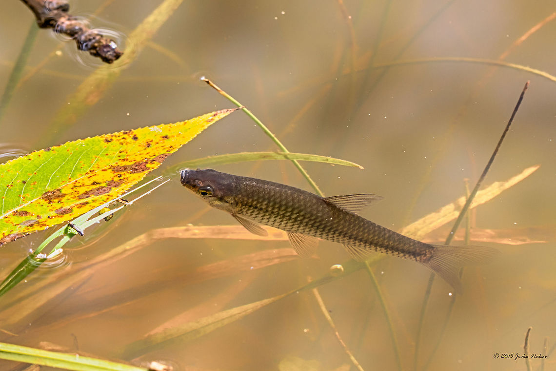 Stone moroko pond fish Stone moroko fish in a small pond - Pseudorasbora parva<br />
My first-ever fish photo! Actinoperygii,Animal,Animalia,Bulgaria,Chordata,Cyprinidae,Cypriniformes,Dendrarium Botanical Garden,Europe,Fall,Geotagged,Nature,Pseudorasbora parva,Ray-finned fish,Stone moroko,Topmouth gudgeon,Vitosha Mountain Nature Park,Wildlife,nature