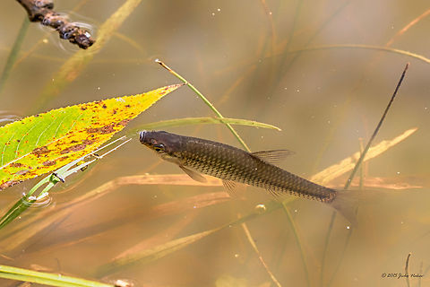 Stone moroko pond fish Stone moroko fish in a small pond - Pseudorasbora parva
My first-ever fish photo! Actinoperygii,Animal,Animalia,Bulgaria,Chordata,Cyprinidae,Cypriniformes,Dendrarium Botanical Garden,Europe,Fall,Geotagged,Nature,Pseudorasbora parva,Ray-finned fish,Stone moroko,Topmouth gudgeon,Vitosha Mountain Nature Park,Wildlife,nature