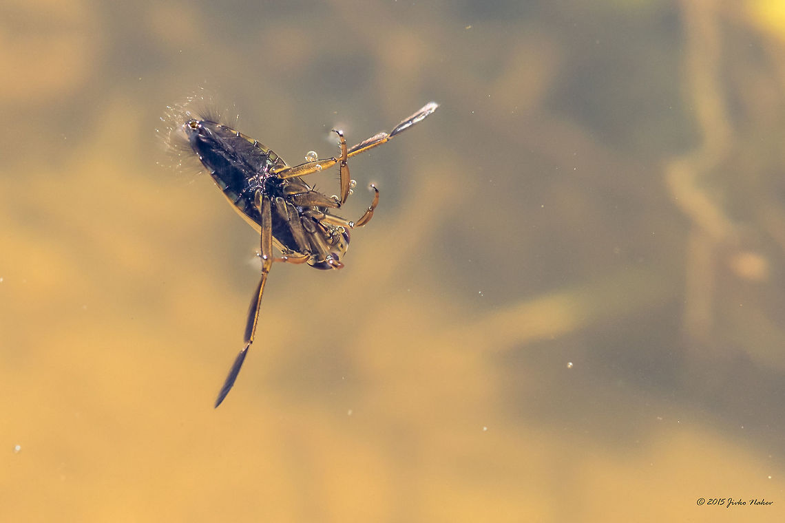 Backswimmer bug Backswimmer bug Notonecta sp.<br />
I am not able to Identify it based on the couple of photos I took last week. According to Fauna Europaea 4 species are recorded in Bulgaria: N. glauca, N. maculata, N. meridionalis and N. viridis<br />
<figure class="photo"><a href="https://www.jungledragon.com/image/33154/backswimmer_bug.html" title="Backswimmer bug"><img src="https://s3.amazonaws.com/media.jungledragon.com/images/1332/33154_thumb.jpg?AWSAccessKeyId=05GMT0V3GWVNE7GGM1R2&Expires=1759968010&Signature=RJ72N7wwgFPbtDposFMCVY%2FrhTU%3D" width="200" height="134" alt="Backswimmer bug Backswimmer bug Notonecta sp.<br />
I am not able to Identify it based on the couple of photos I took last week. According to Fauna Europaea 4 species are recorded in Bulgaria: N. glauca, N. maculata, N. meridionalis and N. viridis<br />
http://www.jungledragon.com/image/33153/backswimmer_bug.html Animal,Animalia,Arthropoda,Backswimmer bug,Bulgaria,Dendrarium Botanical Garden,Europe,Fall,Geotagged,Hemiptera,Insect,Insecta,Nature,Notonecta sp.,Notonectidae,Vitosha Mountain Nature Park,Wildlife" /></a></figure> Animal,Animalia,Arthropoda,Backswimmer bug,Bulgaria,Dendrarium Botanical Garden,Europe,Fall,Geotagged,Hemiptera,Insect,Insecta,Nature,Notonecta sp.,Notonectidae,Vitosha Mountain Nature Park,Wildlife