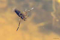 Backswimmer bug Backswimmer bug Notonecta sp.<br />
I am not able to Identify it based on the couple of photos I took last week. According to Fauna Europaea 4 species are recorded in Bulgaria: N. glauca, N. maculata, N. meridionalis and N. viridis<br />
http://www.jungledragon.com/image/33154/backswimmer_bug.html Animal,Animalia,Arthropoda,Backswimmer bug,Bulgaria,Dendrarium Botanical Garden,Europe,Fall,Geotagged,Hemiptera,Insect,Insecta,Nature,Notonecta sp.,Notonectidae,Vitosha Mountain Nature Park,Wildlife