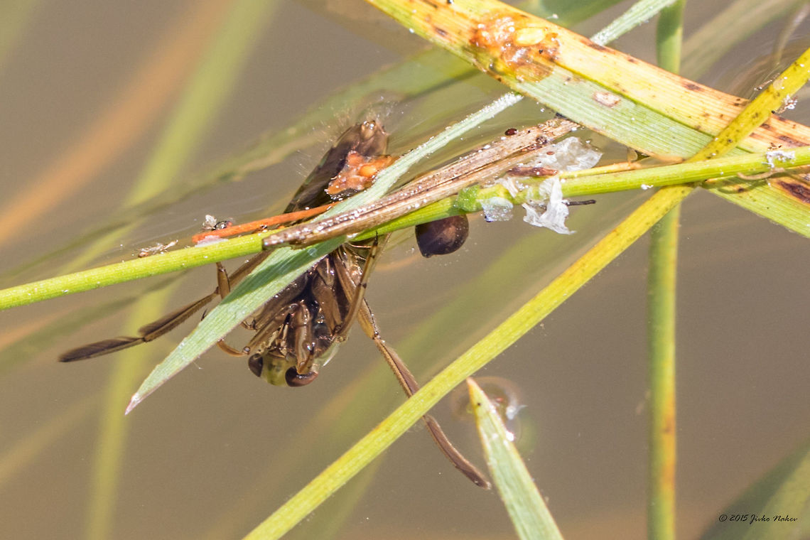 Backswimmer bug Backswimmer bug Notonecta sp.<br />
I am not able to Identify it based on the couple of photos I took last week. According to Fauna Europaea 4 species are recorded in Bulgaria: N. glauca, N. maculata, N. meridionalis and N. viridis<br />
<figure class="photo"><a href="https://www.jungledragon.com/image/33153/backswimmer_bug.html" title="Backswimmer bug"><img src="https://s3.amazonaws.com/media.jungledragon.com/images/1332/33153_thumb.jpg?AWSAccessKeyId=05GMT0V3GWVNE7GGM1R2&Expires=1759968010&Signature=YqJM2vVlFk%2F3ra3v4mH5fUOhkqs%3D" width="200" height="134" alt="Backswimmer bug Backswimmer bug Notonecta sp.<br />
I am not able to Identify it based on the couple of photos I took last week. According to Fauna Europaea 4 species are recorded in Bulgaria: N. glauca, N. maculata, N. meridionalis and N. viridis<br />
http://www.jungledragon.com/image/33154/backswimmer_bug.html Animal,Animalia,Arthropoda,Backswimmer bug,Bulgaria,Dendrarium Botanical Garden,Europe,Fall,Geotagged,Hemiptera,Insect,Insecta,Nature,Notonecta sp.,Notonectidae,Vitosha Mountain Nature Park,Wildlife" /></a></figure> Animal,Animalia,Arthropoda,Backswimmer bug,Bulgaria,Dendrarium Botanical Garden,Europe,Fall,Geotagged,Hemiptera,Insect,Insecta,Nature,Notonecta sp.,Notonectidae,Vitosha Mountain Nature Park,Wildlife