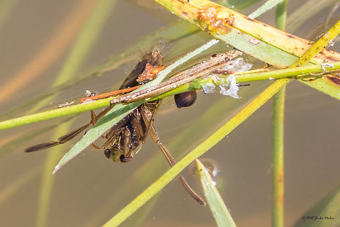 Backswimmer bug Backswimmer bug Notonecta sp.
I am not able to Identify it based on the couple of photos I took last week. According to Fauna Europaea 4 species are recorded in Bulgaria: N. glauca, N. maculata, N. meridionalis and N. viridis
http://www.jungledragon.com/image/33153/backswimmer_bug.html Animal,Animalia,Arthropoda,Backswimmer bug,Bulgaria,Dendrarium Botanical Garden,Europe,Fall,Geotagged,Hemiptera,Insect,Insecta,Nature,Notonecta sp.,Notonectidae,Vitosha Mountain Nature Park,Wildlife