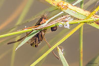 Backswimmer bug Backswimmer bug Notonecta sp.<br />
I am not able to Identify it based on the couple of photos I took last week. According to Fauna Europaea 4 species are recorded in Bulgaria: N. glauca, N. maculata, N. meridionalis and N. viridis<br />
http://www.jungledragon.com/image/33153/backswimmer_bug.html Animal,Animalia,Arthropoda,Backswimmer bug,Bulgaria,Dendrarium Botanical Garden,Europe,Fall,Geotagged,Hemiptera,Insect,Insecta,Nature,Notonecta sp.,Notonectidae,Vitosha Mountain Nature Park,Wildlife