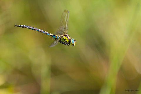 Southern blue hawker male Southern blue hawker male in flight - Aeshna cyanea Aeshna cyanea,Aeshnidae,Animal,Animalia,Arthropoda,Bulgaria,Dendrarium Botanical Garden,Dragonfly,Europe,Fall,Geotagged,In flight,Insect,Insecta,Nature,Odonata,Southern Hawker,Southern blue hawker,Vitosha Mountain Nature Park