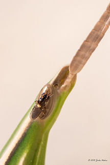 Frit fly on a Nosed Grasshopper Eye Eye gnat - family Chloropidae, subfamily Chloropinae, most probably Chlorops sp.
http://bugguide.net/node/view/415137/bgimage
http://www.jungledragon.com/image/33241/frit_fly_on_a_nosed_grasshopper_antena.html Acrida ungarica,Acrididae,Animal,Animalia,Arthropoda,Central Macedonia,Chloropidae,Chloropinae,Chlorops sp.,Diptera,Europe,Eye gnat,Frit fly,Grass fly,Greece,Halkidiki,Insect,Insecta,Nature,Nosed grasshopper