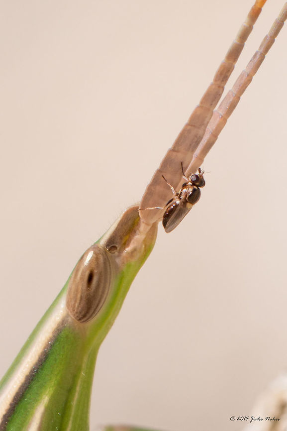 Frit fly on a Nosed Grasshopper Antena Eye gnat - family Chloropidae, subfamily Chloropinae, most probably Chlorops sp.<br />
<figure class="photo"><a href="https://www.jungledragon.com/image/33240/frit_fly_on_a_nosed_grasshopper_eye.html" title="Frit fly on a Nosed Grasshopper Eye"><img src="https://s3.amazonaws.com/media.jungledragon.com/images/1332/33240_thumb.jpg?AWSAccessKeyId=05GMT0V3GWVNE7GGM1R2&Expires=1769040010&Signature=NGuo9I57%2F1sLstx3qupEZkOks3Y%3D" width="102" height="152" alt="Frit fly on a Nosed Grasshopper Eye Eye gnat - family Chloropidae, subfamily Chloropinae, most probably Chlorops sp.<br />
http://bugguide.net/node/view/415137/bgimage<br />
http://www.jungledragon.com/image/33241/frit_fly_on_a_nosed_grasshopper_antena.html Acrida ungarica,Acrididae,Animal,Animalia,Arthropoda,Central Macedonia,Chloropidae,Chloropinae,Chlorops sp.,Diptera,Europe,Eye gnat,Frit fly,Grass fly,Greece,Halkidiki,Insect,Insecta,Nature,Nosed grasshopper" /></a></figure> Acrida ungarica,Acrididae,Animal,Animalia,Arthropoda,Central Macedonia,Chloropidae,Chloropinae,Chlorops sp.,Diptera,Europe,Eye gnat,Frit fly,Grass fly,Greece,Halkidiki,Insect,Insecta,Nature,Nosed grasshopper