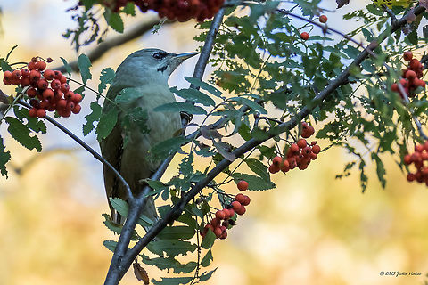 Grey-headed woodpecker female Grey-headed woodpecker - Picus canus Animal,Animalia,Aves,Bird,Bulgaria,Chordata,Dendrarium Botanical Garden,Europe,Fall,Geotagged,Grey-headed woodpecker,Nature,Picidae,Piciformes,Picus canus,Vitosha Mountain Nature Park,Wildlife