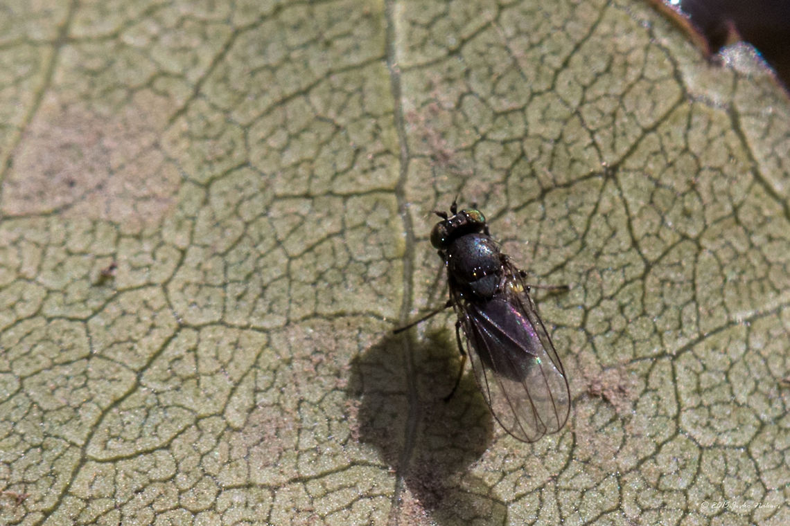 Leaf-miner fly Leaf-miner fly - Agromyza sp.<br />
Another minute fly - about 3-4 mm.  Agromyza sp.,Agromyzidae,Animal,Animalia,Arthropoda,Bulgaria,Dendrarium Botanical Garden,Diptera,Europe,Fall,Geotagged,Insect,Insecta,Leaf-miner fly,Nature,Vitosha Mountain Nature Park,Wildlife