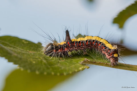 Colorful hairy horned caterpillar Grey dagger moth larva - Acronicta psi Acronicta psi,Animal,Animalia,Arthropoda,Bulgaria,Caterpillar,Fall,Geotagged,Grey Dagger,Grey dagger,Insect,Insecta,Larva,Lepidoptera,Moth Week 2018,Nature,Noctuidae,Owlet moth,Wildlife
