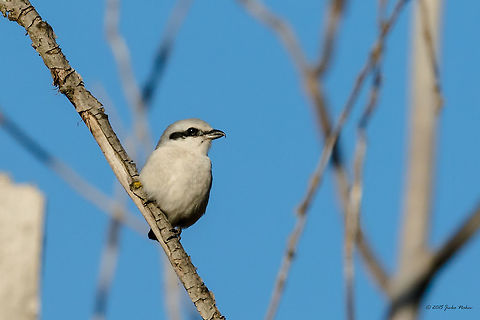 Great grey shrike pearched in dry tree Great grey shrike - Lanius excubitor
Another bird with status Critically endangered in Bulgaria!
http://www.jungledragon.com/image/33352/bullet_flight_great_grey_shrike.html Animal,Animalia,Aves,Bird,Bulgaria,Chordata,Fall,Geotagged,Great grey shrike,Laniidae,Lanius excubitor,Nature,Passeriformes,Passerine,Wildlife