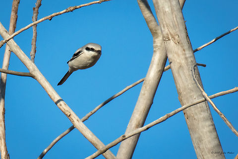 Bullet flight Great grey shrike Great grey shrike - Lanius excubitor
http://www.jungledragon.com/image/33351/great_grey_shrike_pearched_in_dry_tree.html Animal,Animalia,Aves,Bird,Bulgaria,Chordata,Fall,Geotagged,Great grey shrike,Laniidae,Lanius excubitor,Nature,Passeriformes,Passerine,Wildlife