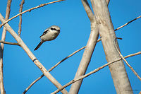 Bullet flight Great grey shrike Great grey shrike - Lanius excubitor<br />
http://www.jungledragon.com/image/33351/great_grey_shrike_pearched_in_dry_tree.html Animal,Animalia,Aves,Bird,Bulgaria,Chordata,Fall,Geotagged,Great grey shrike,Laniidae,Lanius excubitor,Nature,Passeriformes,Passerine,Wildlife