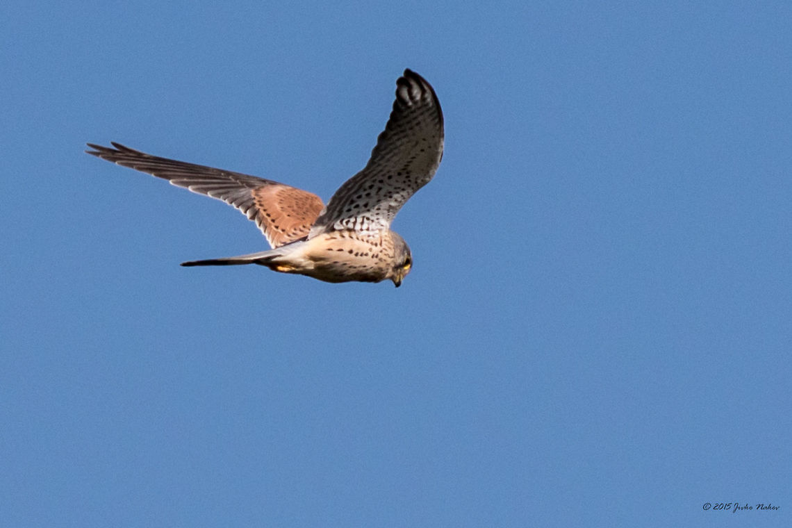Common Kestrel in flight Common Kestrel - Falco tinnunculus Animal,Animalia,Aves,Bird,Bulgaria,Chordata,Common Kestrel,Common kestrel,Falco tinnunculus,Falcon,Falconidae,Falconiformes,Fall,Geotagged,Nature,Wildlife