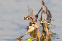 Pair of dragonflies linked together laying eggs in water in tandem Common darter - Sympetrum striolatum<br />
Yesterday I witnessed how dragonflies are laying eggs in a pond in tandem. Maybe a dozen linked together pairs flew over the water and diving pendulum-like the female used to dip her tail for a fraction of a second in the water. Unfortunately these were the best photos I could take. Based on them I think these are Common darters - Sympetrum striolatum. <br />
http://www.jungledragon.com/image/33422/pair_of_dragonflies_linked_together_laying_eggs_in_water_in_tand.html<br />
http://www.jungledragon.com/image/33423/pair_of_dragonflies_linked_together_laying_eggs_in_water_in_tand.html Animal,Animalia,Arthropoda,Bulgaria,Common Darter,Common darter,Dragonfly,Fall,Geotagged,Insect,Insecta,Libellulidae,Nature,Odonata,Percher,Skimmer,Sympetrum striolatum,Wildlife