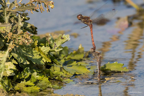 Pair of dragonflies linked together laying eggs in water in tandem Common darter - Sympetrum striolatum
Yesterday I witnessed how dragonflies are laying eggs in a pond in tandem. Maybe a dozen linked together pairs flew over the water and diving pendulum-like the female used to dip her tail for a fraction of a second in the water.  Unfortunately these were the best photos I could take. Based on them I think these are Common darters  - Sympetrum striolatum.  
http://www.jungledragon.com/image/33421/pair_of_dragonflies_linked_together_laying_eggs_in_water_in_tand.html
http://www.jungledragon.com/image/33423/pair_of_dragonflies_linked_together_laying_eggs_in_water_in_tand.html Animal,Animalia,Arthropoda,Bulgaria,Common Darter,Common darter,Dragonfly,Fall,Geotagged,Insect,Insecta,Libellulidae,Nature,Odonata,Percher,Skimmer,Sympetrum striolatum,Wildlife