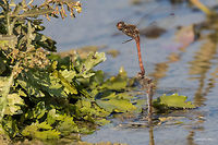 Pair of dragonflies linked together laying eggs in water in tandem Common darter - Sympetrum striolatum<br />
Yesterday I witnessed how dragonflies are laying eggs in a pond in tandem. Maybe a dozen linked together pairs flew over the water and diving pendulum-like the female used to dip her tail for a fraction of a second in the water. Unfortunately these were the best photos I could take. Based on them I think these are Common darters - Sympetrum striolatum. <br />
http://www.jungledragon.com/image/33421/pair_of_dragonflies_linked_together_laying_eggs_in_water_in_tand.html<br />
http://www.jungledragon.com/image/33423/pair_of_dragonflies_linked_together_laying_eggs_in_water_in_tand.html Animal,Animalia,Arthropoda,Bulgaria,Common Darter,Common darter,Dragonfly,Fall,Geotagged,Insect,Insecta,Libellulidae,Nature,Odonata,Percher,Skimmer,Sympetrum striolatum,Wildlife