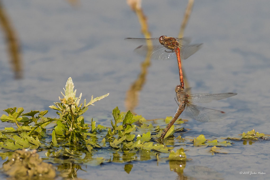 Pair of dragonflies linked together laying eggs in water in tandem Common darter - Sympetrum striolatum<br />
Common darter - Sympetrum striolatum<br />
Yesterday I witnessed how dragonflies are laying eggs in a pond in tandem. Maybe a dozen linked together pairs flew over the water and diving pendulum-like the female used to dip her tail for a fraction of a second in the water.  Unfortunately these were the best photos I could take. Based on them I think these are Common darters  - Sympetrum striolatum.  <br />
<figure class="photo"><a href="https://www.jungledragon.com/image/33421/pair_of_dragonflies_linked_together_laying_eggs_in_water_in_tandem.html" title="Pair of dragonflies linked together laying eggs in water in tandem"><img src="https://s3.amazonaws.com/media.jungledragon.com/images/1332/33421_thumb.jpg?AWSAccessKeyId=05GMT0V3GWVNE7GGM1R2&Expires=1759968010&Signature=X1pBr9BjVbsqQ%2B2FWFT4TUEU8XE%3D" width="200" height="134" alt="Pair of dragonflies linked together laying eggs in water in tandem Common darter - Sympetrum striolatum<br />
Yesterday I witnessed how dragonflies are laying eggs in a pond in tandem. Maybe a dozen linked together pairs flew over the water and diving pendulum-like the female used to dip her tail for a fraction of a second in the water.  Unfortunately these were the best photos I could take. Based on them I think these are Common darters  - Sympetrum striolatum.  <br />
http://www.jungledragon.com/image/33422/pair_of_dragonflies_linked_together_laying_eggs_in_water_in_tand.html<br />
http://www.jungledragon.com/image/33423/pair_of_dragonflies_linked_together_laying_eggs_in_water_in_tand.html Animal,Animalia,Arthropoda,Bulgaria,Common Darter,Common darter,Dragonfly,Fall,Geotagged,Insect,Insecta,Libellulidae,Nature,Odonata,Percher,Skimmer,Sympetrum striolatum,Wildlife" /></a></figure><br />
<figure class="photo"><a href="https://www.jungledragon.com/image/33422/pair_of_dragonflies_linked_together_laying_eggs_in_water_in_tandem.html" title="Pair of dragonflies linked together laying eggs in water in tandem"><img src="https://s3.amazonaws.com/media.jungledragon.com/images/1332/33422_thumb.jpg?AWSAccessKeyId=05GMT0V3GWVNE7GGM1R2&Expires=1759968010&Signature=0x2mNYCSxFhOjaNhuJESeCIPUL8%3D" width="200" height="134" alt="Pair of dragonflies linked together laying eggs in water in tandem Common darter - Sympetrum striolatum<br />
Yesterday I witnessed how dragonflies are laying eggs in a pond in tandem. Maybe a dozen linked together pairs flew over the water and diving pendulum-like the female used to dip her tail for a fraction of a second in the water.  Unfortunately these were the best photos I could take. Based on them I think these are Common darters  - Sympetrum striolatum.  <br />
http://www.jungledragon.com/image/33421/pair_of_dragonflies_linked_together_laying_eggs_in_water_in_tand.html<br />
http://www.jungledragon.com/image/33423/pair_of_dragonflies_linked_together_laying_eggs_in_water_in_tand.html Animal,Animalia,Arthropoda,Bulgaria,Common Darter,Common darter,Dragonfly,Fall,Geotagged,Insect,Insecta,Libellulidae,Nature,Odonata,Percher,Skimmer,Sympetrum striolatum,Wildlife" /></a></figure> Animal,Animalia,Arthropoda,Bulgaria,Common Darter,Common darter,Dragonfly,Fall,Geotagged,Insect,Insecta,Libellulidae,Nature,Odonata,Percher,Skimmer,Sympetrum striolatum,Wildlife