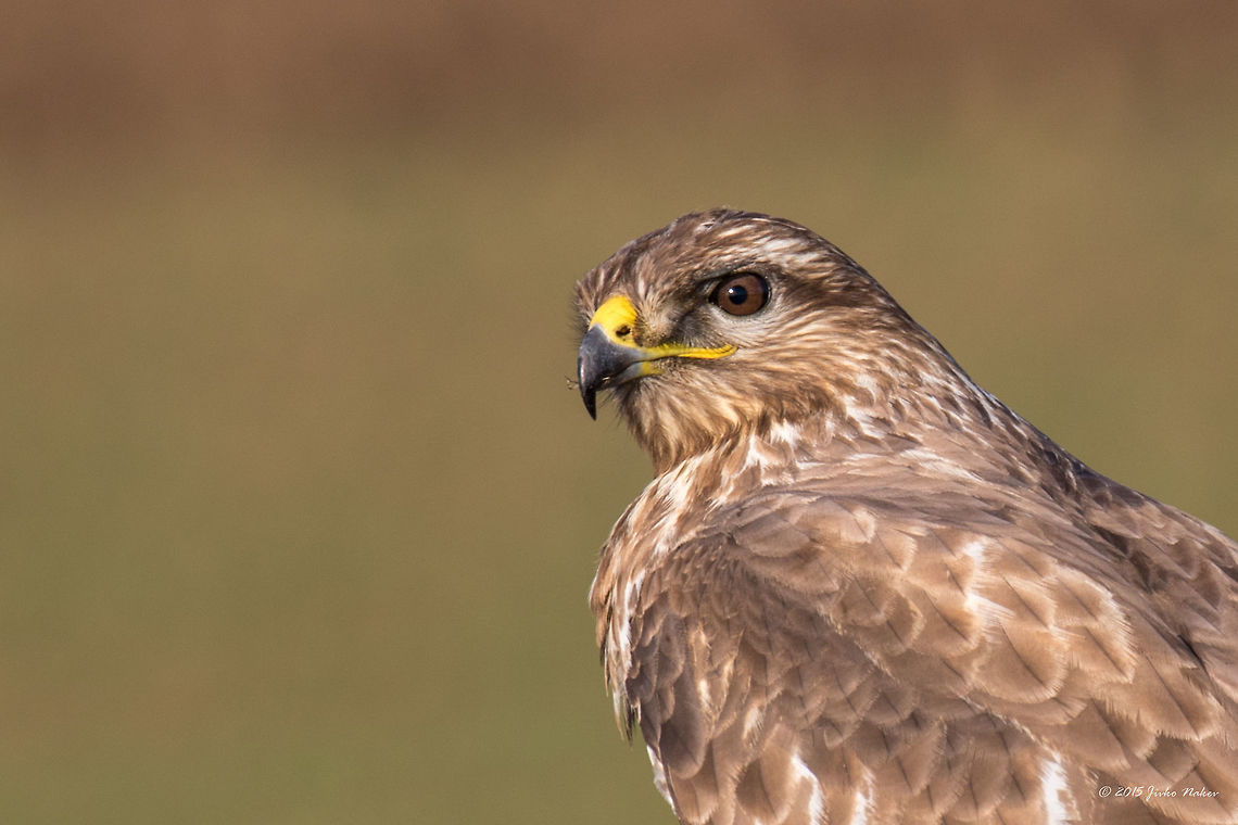 Common Buzzard Along the Highway Nis - Budapest Common Buzzard - Buteo buteo<br />
On our trip to Germany we passed through Serbia and Hungary. And along the highway we saw at least 100 buzzards. Each couple of kilometres one or two of them perched on fence poles watching for moles and mice. I don&rsquo;t know how many time I pulled over trying to take a shot. It was so frustrating. They are used to the passing autos, but if an auto stops nearby they immediately fly away. Anyway, me and my wife, we both made endless attempts to shoot some of them and took about 40-50 successful photos. <br />
<figure class="photo"><a href="https://www.jungledragon.com/image/34372/common_buzzard_along_the_highway_nis_-_budapest.html" title="Common Buzzard Along the Highway Nis - Budapest"><img src="https://s3.amazonaws.com/media.jungledragon.com/images/1332/34372_thumb.jpg?AWSAccessKeyId=05GMT0V3GWVNE7GGM1R2&Expires=1759968010&Signature=tG9LOcvL4sA6yG8jZ3EZw%2FFA4wU%3D" width="200" height="134" alt="Common Buzzard Along the Highway Nis - Budapest Common Buzzard - Buteo buteo<br />
On our trip to Germany we passed through Serbia and Hungary. And along the highway we saw at least 100 buzzards. Each couple of kilometres one or two of them perched on fence poles watching for moles and mice. I don&rsquo;t know how many time I pulled over trying to take a shot. It was so frustrating. They are used to the passing autos, but if an auto stops nearby they immediately fly away. Anyway, me and my wife, we both made endless attempts to shoot some of them and took about 40-50 successful photos. <br />
This photo is taken by my wife Eti through the car window.<br />
http://www.jungledragon.com/image/34370/common_buzzard_along_the_highway_nis_-_budapest.html<br />
http://www.jungledragon.com/image/34371/common_buzzard_along_the_highway_nis_-_budapest.html Accipitridae,Accipitriformes,Animal,Animalia,Aves,Bird,Bird of prey,Buteo buteo,Chordata,Common buzzard,Europe,Fall,Geotagged,Nature,Serbia,Wildlife" /></a></figure><br />
<figure class="photo"><a href="https://www.jungledragon.com/image/34371/common_buzzard_along_the_highway_nis_-_budapest.html" title="Common Buzzard Along the Highway Nis - Budapest"><img src="https://s3.amazonaws.com/media.jungledragon.com/images/1332/34371_thumb.jpg?AWSAccessKeyId=05GMT0V3GWVNE7GGM1R2&Expires=1759968010&Signature=ewGgv%2BB96ovgFdRdbvPr1ycNWeM%3D" width="200" height="134" alt="Common Buzzard Along the Highway Nis - Budapest Common Buzzard - Buteo buteo<br />
On our trip to Germany we passed through Serbia and Hungary. And along the highway we saw at least 100 buzzards. Each couple of kilometres one or two of them perched on fence poles watching for moles and mice. I don&rsquo;t know how many time I pulled over trying to take a shot. It was so frustrating. They are used to the passing autos, but if an auto stops nearby they immediately fly away. Anyway, me and my wife, we both made endless attempts to shoot some of them and took about 40-50 successful photos. <br />
This photo is taken by my wife Eti through the car window.<br />
http://www.jungledragon.com/image/34370/common_buzzard_along_the_highway_nis_-_budapest.html<br />
http://www.jungledragon.com/image/34372/common_buzzard_along_the_highway_nis_-_budapest.html Accipitridae,Accipitriformes,Animal,Animalia,Aves,Bird,Bird of prey,Buteo buteo,Chordata,Common buzzard,Europe,Fall,Geotagged,Hungary,Nature,Wildlife" /></a></figure> Accipitridae,Accipitriformes,Animal,Animalia,Aves,Bird,Bird of prey,Buteo buteo,Chordata,Common buzzard,Europe,Fall,Geotagged,Nature,Serbia,Wildlife