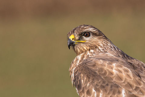 Common Buzzard Along the Highway Nis - Budapest Common Buzzard - Buteo buteo
On our trip to Germany we passed through Serbia and Hungary. And along the highway we saw at least 100 buzzards. Each couple of kilometres one or two of them perched on fence poles watching for moles and mice. I don’t know how many time I pulled over trying to take a shot. It was so frustrating. They are used to the passing autos, but if an auto stops nearby they immediately fly away. Anyway, me and my wife, we both made endless attempts to shoot some of them and took about 40-50 successful photos. 
http://www.jungledragon.com/image/34372/common_buzzard_along_the_highway_nis_-_budapest.html
http://www.jungledragon.com/image/34371/common_buzzard_along_the_highway_nis_-_budapest.html Accipitridae,Accipitriformes,Animal,Animalia,Aves,Bird,Bird of prey,Buteo buteo,Chordata,Common buzzard,Europe,Fall,Geotagged,Nature,Serbia,Wildlife