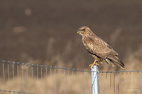 Common Buzzard Along the Highway Nis - Budapest Common Buzzard - Buteo buteo<br />
On our trip to Germany we passed through Serbia and Hungary. And along the highway we saw at least 100 buzzards. Each couple of kilometres one or two of them perched on fence poles watching for moles and mice. I don’t know how many time I pulled over trying to take a shot. It was so frustrating. They are used to the passing autos, but if an auto stops nearby they immediately fly away. Anyway, me and my wife, we both made endless attempts to shoot some of them and took about 40-50 successful photos. <br />
This photo is taken by my wife Eti through the car window.<br />
http://www.jungledragon.com/image/34370/common_buzzard_along_the_highway_nis_-_budapest.html<br />
http://www.jungledragon.com/image/34372/common_buzzard_along_the_highway_nis_-_budapest.html Accipitridae,Accipitriformes,Animal,Animalia,Aves,Bird,Bird of prey,Buteo buteo,Chordata,Common buzzard,Europe,Fall,Geotagged,Hungary,Nature,Wildlife
