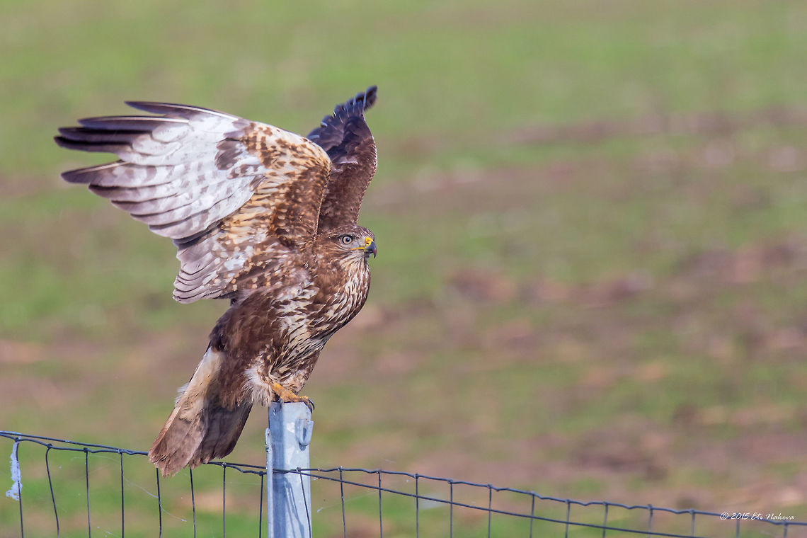 Common Buzzard Along the Highway Nis - Budapest Common Buzzard - Buteo buteo<br />
On our trip to Germany we passed through Serbia and Hungary. And along the highway we saw at least 100 buzzards. Each couple of kilometres one or two of them perched on fence poles watching for moles and mice. I don&rsquo;t know how many time I pulled over trying to take a shot. It was so frustrating. They are used to the passing autos, but if an auto stops nearby they immediately fly away. Anyway, me and my wife, we both made endless attempts to shoot some of them and took about 40-50 successful photos. <br />
This photo is taken by my wife Eti through the car window.<br />
<figure class="photo"><a href="https://www.jungledragon.com/image/34370/common_buzzard_along_the_highway_nis_-_budapest.html" title="Common Buzzard Along the Highway Nis - Budapest"><img src="https://s3.amazonaws.com/media.jungledragon.com/images/1332/34370_thumb.jpg?AWSAccessKeyId=05GMT0V3GWVNE7GGM1R2&Expires=1759968010&Signature=iTitk32wFsvAWMXoxZczZoFDZrA%3D" width="200" height="134" alt="Common Buzzard Along the Highway Nis - Budapest Common Buzzard - Buteo buteo<br />
On our trip to Germany we passed through Serbia and Hungary. And along the highway we saw at least 100 buzzards. Each couple of kilometres one or two of them perched on fence poles watching for moles and mice. I don&rsquo;t know how many time I pulled over trying to take a shot. It was so frustrating. They are used to the passing autos, but if an auto stops nearby they immediately fly away. Anyway, me and my wife, we both made endless attempts to shoot some of them and took about 40-50 successful photos. <br />
http://www.jungledragon.com/image/34372/common_buzzard_along_the_highway_nis_-_budapest.html<br />
http://www.jungledragon.com/image/34371/common_buzzard_along_the_highway_nis_-_budapest.html Accipitridae,Accipitriformes,Animal,Animalia,Aves,Bird,Bird of prey,Buteo buteo,Chordata,Common buzzard,Europe,Fall,Geotagged,Nature,Serbia,Wildlife" /></a></figure><br />
<figure class="photo"><a href="https://www.jungledragon.com/image/34371/common_buzzard_along_the_highway_nis_-_budapest.html" title="Common Buzzard Along the Highway Nis - Budapest"><img src="https://s3.amazonaws.com/media.jungledragon.com/images/1332/34371_thumb.jpg?AWSAccessKeyId=05GMT0V3GWVNE7GGM1R2&Expires=1759968010&Signature=ewGgv%2BB96ovgFdRdbvPr1ycNWeM%3D" width="200" height="134" alt="Common Buzzard Along the Highway Nis - Budapest Common Buzzard - Buteo buteo<br />
On our trip to Germany we passed through Serbia and Hungary. And along the highway we saw at least 100 buzzards. Each couple of kilometres one or two of them perched on fence poles watching for moles and mice. I don&rsquo;t know how many time I pulled over trying to take a shot. It was so frustrating. They are used to the passing autos, but if an auto stops nearby they immediately fly away. Anyway, me and my wife, we both made endless attempts to shoot some of them and took about 40-50 successful photos. <br />
This photo is taken by my wife Eti through the car window.<br />
http://www.jungledragon.com/image/34370/common_buzzard_along_the_highway_nis_-_budapest.html<br />
http://www.jungledragon.com/image/34372/common_buzzard_along_the_highway_nis_-_budapest.html Accipitridae,Accipitriformes,Animal,Animalia,Aves,Bird,Bird of prey,Buteo buteo,Chordata,Common buzzard,Europe,Fall,Geotagged,Hungary,Nature,Wildlife" /></a></figure> Accipitridae,Accipitriformes,Animal,Animalia,Aves,Bird,Bird of prey,Buteo buteo,Chordata,Common buzzard,Europe,Fall,Geotagged,Nature,Serbia,Wildlife