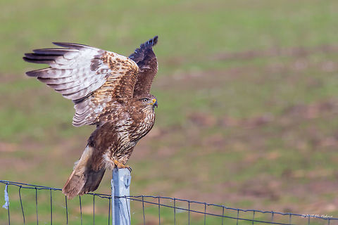 Common Buzzard Along the Highway Nis - Budapest Common Buzzard - Buteo buteo
On our trip to Germany we passed through Serbia and Hungary. And along the highway we saw at least 100 buzzards. Each couple of kilometres one or two of them perched on fence poles watching for moles and mice. I don’t know how many time I pulled over trying to take a shot. It was so frustrating. They are used to the passing autos, but if an auto stops nearby they immediately fly away. Anyway, me and my wife, we both made endless attempts to shoot some of them and took about 40-50 successful photos. 
This photo is taken by my wife Eti through the car window.
http://www.jungledragon.com/image/34370/common_buzzard_along_the_highway_nis_-_budapest.html
http://www.jungledragon.com/image/34371/common_buzzard_along_the_highway_nis_-_budapest.html Accipitridae,Accipitriformes,Animal,Animalia,Aves,Bird,Bird of prey,Buteo buteo,Chordata,Common buzzard,Europe,Fall,Geotagged,Nature,Serbia,Wildlife