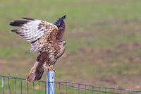 Common Buzzard Along the Highway Nis - Budapest Common Buzzard - Buteo buteo<br />
On our trip to Germany we passed through Serbia and Hungary. And along the highway we saw at least 100 buzzards. Each couple of kilometres one or two of them perched on fence poles watching for moles and mice. I don’t know how many time I pulled over trying to take a shot. It was so frustrating. They are used to the passing autos, but if an auto stops nearby they immediately fly away. Anyway, me and my wife, we both made endless attempts to shoot some of them and took about 40-50 successful photos. <br />
This photo is taken by my wife Eti through the car window.<br />
http://www.jungledragon.com/image/34370/common_buzzard_along_the_highway_nis_-_budapest.html<br />
http://www.jungledragon.com/image/34371/common_buzzard_along_the_highway_nis_-_budapest.html Accipitridae,Accipitriformes,Animal,Animalia,Aves,Bird,Bird of prey,Buteo buteo,Chordata,Common buzzard,Europe,Fall,Geotagged,Nature,Serbia,Wildlife