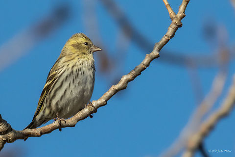 Eurasian siskin passerine Eurasian sisikin female - Carduelis spinus
http://www.jungledragon.com/image/35201/eurasian_siskin_passerine.html Animal,Animalia,Aves,Bird,Bulgaria,Carduelis spinus,Chordata,Dragoman marsh,Eurasian siskin,Europe,Fall,Finch,Fringillidae,Geotagged,Nature,Passeriformes,Passerine,Spinus spinus,Wetland,Wildlife