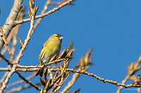 Eurasian siskin passerine Eurasian sisikin male - Carduelis spinus<br />
http://www.jungledragon.com/image/35200/eurasian_siskin_passerine.html Animal,Animalia,Aves,Bird,Bulgaria,Carduelis spinus,Chordata,Dragoman marsh,Eurasian siskin,Europe,Fall,Finch,Fringillidae,Geotagged,Nature,Passeriformes,Passerine,Spinus spinus,Wetland,Wildlife