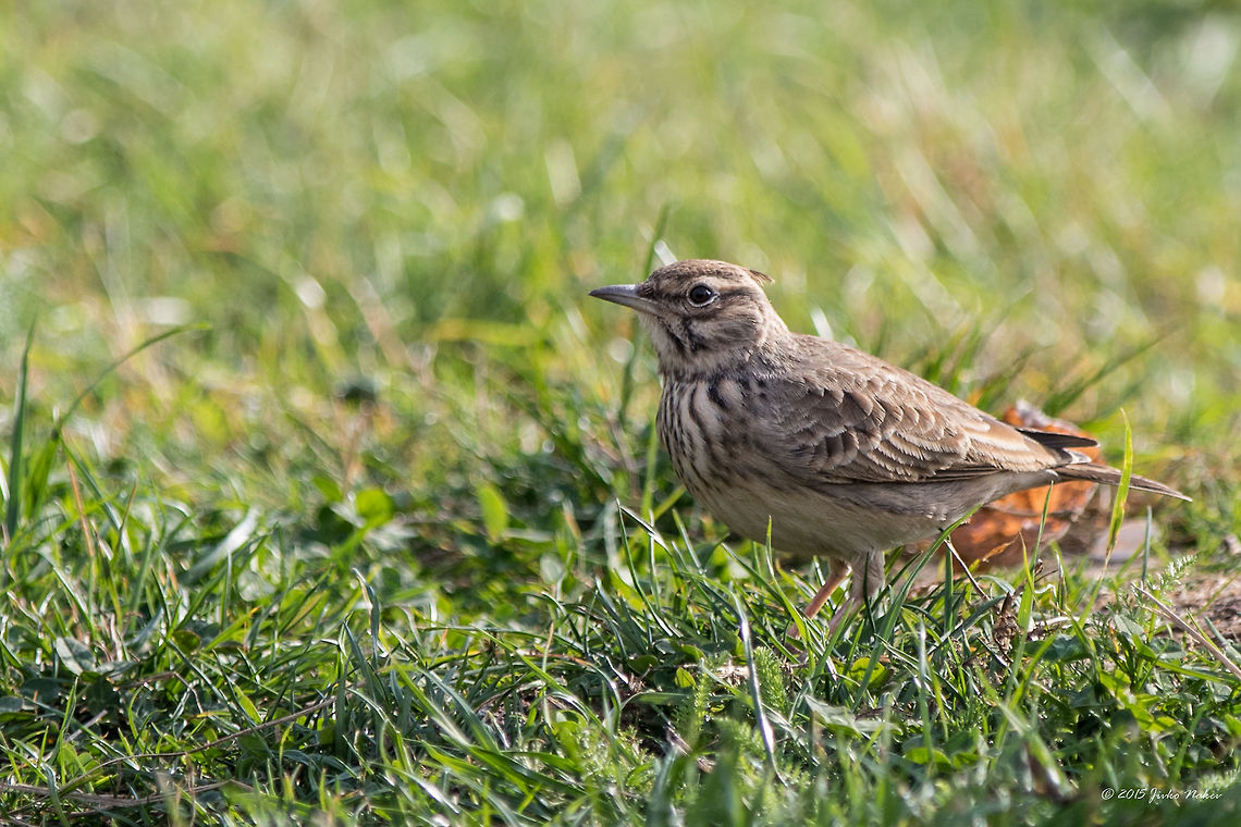 Crested lark Crested lark - Galerida cristata<br />
Looking for food - while we having a rest at fuel station near Nis, Serbia Alaudidae,Animal,Animalia,Aves,Bird,Chordata,Crested Lark,Crested lark,Fall,Galerida cristata,Geotagged,Nature,Passeriformes,Passerine,Serbia,Wildlife