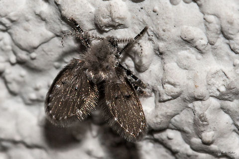 Moth fly - Clogmia albipunctata  Animal,Animalia,Arthropoda,Bulgaria,Clogmia albipunctata,Diptera,Drain fly,Europe,Geotagged,Insect,Insecta,Moth fly,Mothfly,Mothmidge,Nature,Psychodidae,Wildlife,Winter
