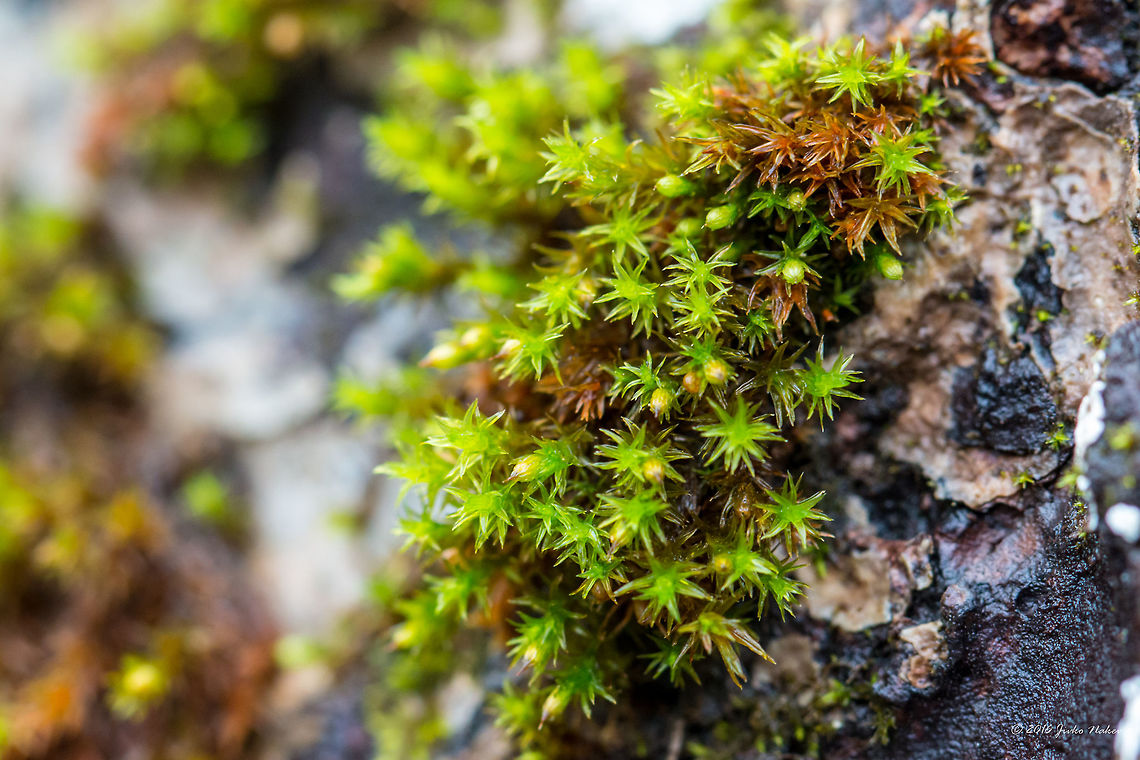 Star moss - Tortula ruralis I face great difficulties to identify mosses. I think this one is Star moss - Tortula ruralis. But I am not sure at all. The photo is taken in a rainy day in the nearby National Reserve Park Vitosha mountain. Need help to correctly identify it.<br />
 Bryophyta,Bryopsida,Bulgaria,Europe,Geotagged,Nature,Plantae,Pottiaceae,Pottiales,Star moss,Syntrichia ruralis,Tortula ruralis,Twisted moss,Vitosha Mountain Nature Park,Wildlife,Winter