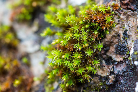 Star moss - Tortula ruralis I face great difficulties to identify mosses. I think this one is Star moss - Tortula ruralis. But I am not sure at all. The photo is taken in a rainy day in the nearby National Reserve Park Vitosha mountain. Need help to correctly identify it.
 Bryophyta,Bryopsida,Bulgaria,Europe,Geotagged,Nature,Plantae,Pottiaceae,Pottiales,Star moss,Syntrichia ruralis,Tortula ruralis,Twisted moss,Vitosha Mountain Nature Park,Wildlife,Winter