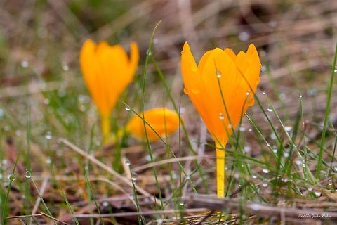 Dutch Yellow Crocus - Crocus flavus In a dull morning after a rainy night in the nearby National Reserve Vitosha mountain. Asparagales,Bulgaria,Crocus flavus,Dutch yellow crocus,Europe,Flowering Plant,Geotagged,Iridaceae,Magnoliophyta,Monocot,Nature,Plantae,Wildlife,Winter,crocus flavus,flower