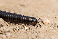 Millipede - Brachyiulus apfelbecki It was quite difficult to identify this cutie. Although not 100 % sure I have determined the species by the method of exclusion. From 8 species included in the Wiki page, 3 are endemic to Bulgaria. For the other species there is some very scarce information and species description, a couple of photos, but for this one - nothing. <br />
Blackish color, with lighter yellowish central line on the back along the body, about 46-47 segments, about 45 mm long.<br />
Spotted at Ognyanovo Dam, about 40 km from Sofia<br />
http://www.jungledragon.com/image/37545/millipede_-_brachyiulus_apfelbecki.html<br />
http://www.jungledragon.com/image/37546/millipede_-_brachyiulus_apfelbecki.html Animal,Animalia,Arthropoda,Brachyiulus apfelbecki,Bulgaria,Diplopoda,Europe,Geotagged,Julida,Julidae,Millipede,Nature,Ognyanovo dam,Sofia,Spring,Wildlife