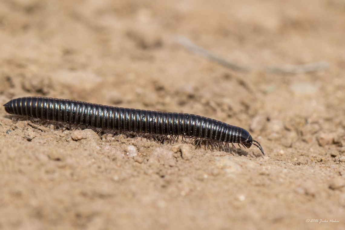Millipede - Brachyiulus apfelbecki It was quite difficult to identify this cutie. Although not 100 % sure I have determined the species by the method of exclusion. From 8 species included in the Wiki page, 3 are endemic to Bulgaria. For the other species there is some very scarce information and species description, a couple of photos, but for this one - nothing. <br />
<figure class="photo"><a href="https://www.jungledragon.com/image/37546/millipede_-_brachyiulus_apfelbecki.html" title="Millipede - Brachyiulus apfelbecki"><img src="https://s3.amazonaws.com/media.jungledragon.com/images/1332/37546_thumb.jpg?AWSAccessKeyId=05GMT0V3GWVNE7GGM1R2&Expires=1767225610&Signature=1K48FTc1h5WwOKaJVyJxAm1%2FQkY%3D" width="200" height="134" alt="Millipede - Brachyiulus apfelbecki It was quite difficult to identify this cutie. Although not 100 % sure I have determined the species by the method of exclusion. From 8 species included in the Wiki page, 3 are endemic to Bulgaria. For the other species there is some very scarce information and species description, a couple of photos, but for this one - nothing. <br />
Blackish color, with lighter yellowish central line on the back along the body, about 46-47 segments, about 45 mm long.<br />
Spotted at Ognyanovo Dam, about 40 km from Sofia<br />
http://www.jungledragon.com/image/37543/millipede_-_brachyiulus_apfelbecki.html<br />
http://www.jungledragon.com/image/37545/millipede_-_brachyiulus_apfelbecki.html Animal,Animalia,Arthropoda,Brachyiulus apfelbecki,Bulgaria,Diplopoda,Europe,Geotagged,Julida,Julidae,Millipede,Nature,Ognyanovo dam,Sofia,Spring,Wildlife" /></a></figure><br />
<figure class="photo"><a href="https://www.jungledragon.com/image/37543/millipede_-_brachyiulus_apfelbecki.html" title="Millipede - Brachyiulus apfelbecki"><img src="https://s3.amazonaws.com/media.jungledragon.com/images/1332/37543_thumb.jpg?AWSAccessKeyId=05GMT0V3GWVNE7GGM1R2&Expires=1767225610&Signature=OsxrJA6KkQ9Pt3Lakn25lmsX1%2Fo%3D" width="200" height="134" alt="Millipede - Brachyiulus apfelbecki It was quite difficult to identify this cutie. Although not 100 % sure I have determined the species by the method of exclusion. From 8 species included in the Wiki page, 3 are endemic to Bulgaria. For the other species there is some very scarce information and species description, a couple of photos, but for this one - nothing. <br />
Blackish color, with lighter yellowish central line on the back along the body, about 46-47 segments, about 45 mm long.<br />
Spotted at Ognyanovo Dam, about 40 km from Sofia<br />
http://www.jungledragon.com/image/37545/millipede_-_brachyiulus_apfelbecki.html<br />
http://www.jungledragon.com/image/37546/millipede_-_brachyiulus_apfelbecki.html Animal,Animalia,Arthropoda,Brachyiulus apfelbecki,Bulgaria,Diplopoda,Europe,Geotagged,Julida,Julidae,Millipede,Nature,Ognyanovo dam,Sofia,Spring,Wildlife" /></a></figure><br />
Blackish color, with lighter yellowish central line on the back along the body, about 46-47 segments, about 45 mm long.<br />
Spotted at Ognyanovo Dam, about 40 km from Sofia<br />
 Animal,Animalia,Arthropoda,Brachyiulus apfelbecki,Bulgaria,Diplopoda,Europe,Geotagged,Julida,Julidae,Millipede,Nature,Ognyanovo dam,Sofia,Spring,Wildlife