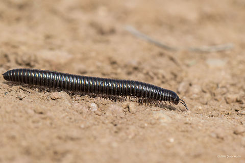 Millipede - Brachyiulus apfelbecki It was quite difficult to identify this cutie. Although not 100 % sure I have determined the species by the method of exclusion. From 8 species included in the Wiki page, 3 are endemic to Bulgaria. For the other species there is some very scarce information and species description, a couple of photos, but for this one - nothing. 
http://www.jungledragon.com/image/37546/millipede_-_brachyiulus_apfelbecki.html
http://www.jungledragon.com/image/37543/millipede_-_brachyiulus_apfelbecki.html
Blackish color, with lighter yellowish central line on the back along the body, about 46-47 segments, about 45 mm long.
Spotted at Ognyanovo Dam, about 40 km from Sofia
 Animal,Animalia,Arthropoda,Brachyiulus apfelbecki,Bulgaria,Diplopoda,Europe,Geotagged,Julida,Julidae,Millipede,Nature,Ognyanovo dam,Sofia,Spring,Wildlife