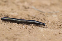 Millipede - Brachyiulus apfelbecki It was quite difficult to identify this cutie. Although not 100 % sure I have determined the species by the method of exclusion. From 8 species included in the Wiki page, 3 are endemic to Bulgaria. For the other species there is some very scarce information and species description, a couple of photos, but for this one - nothing. <br />
http://www.jungledragon.com/image/37546/millipede_-_brachyiulus_apfelbecki.html<br />
http://www.jungledragon.com/image/37543/millipede_-_brachyiulus_apfelbecki.html<br />
Blackish color, with lighter yellowish central line on the back along the body, about 46-47 segments, about 45 mm long.<br />
Spotted at Ognyanovo Dam, about 40 km from Sofia<br />
 Animal,Animalia,Arthropoda,Brachyiulus apfelbecki,Bulgaria,Diplopoda,Europe,Geotagged,Julida,Julidae,Millipede,Nature,Ognyanovo dam,Sofia,Spring,Wildlife