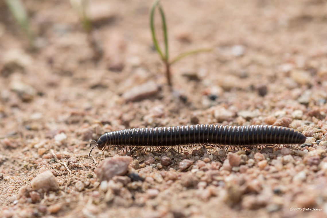 Millipede - Brachyiulus apfelbecki It was quite difficult to identify this cutie. Although not 100 % sure I have determined the species by the method of exclusion. From 8 species included in the Wiki page, 3 are endemic to Bulgaria. For the other species there is some very scarce information and species description, a couple of photos, but for this one - nothing. <br />
Blackish color, with lighter yellowish central line on the back along the body, about 46-47 segments, about 45 mm long.<br />
Spotted at Ognyanovo Dam, about 40 km from Sofia<br />
<figure class="photo"><a href="https://www.jungledragon.com/image/37543/millipede_-_brachyiulus_apfelbecki.html" title="Millipede - Brachyiulus apfelbecki"><img src="https://s3.amazonaws.com/media.jungledragon.com/images/1332/37543_thumb.jpg?AWSAccessKeyId=05GMT0V3GWVNE7GGM1R2&Expires=1767225610&Signature=OsxrJA6KkQ9Pt3Lakn25lmsX1%2Fo%3D" width="200" height="134" alt="Millipede - Brachyiulus apfelbecki It was quite difficult to identify this cutie. Although not 100 % sure I have determined the species by the method of exclusion. From 8 species included in the Wiki page, 3 are endemic to Bulgaria. For the other species there is some very scarce information and species description, a couple of photos, but for this one - nothing. <br />
Blackish color, with lighter yellowish central line on the back along the body, about 46-47 segments, about 45 mm long.<br />
Spotted at Ognyanovo Dam, about 40 km from Sofia<br />
http://www.jungledragon.com/image/37545/millipede_-_brachyiulus_apfelbecki.html<br />
http://www.jungledragon.com/image/37546/millipede_-_brachyiulus_apfelbecki.html Animal,Animalia,Arthropoda,Brachyiulus apfelbecki,Bulgaria,Diplopoda,Europe,Geotagged,Julida,Julidae,Millipede,Nature,Ognyanovo dam,Sofia,Spring,Wildlife" /></a></figure><br />
<figure class="photo"><a href="https://www.jungledragon.com/image/37545/millipede_-_brachyiulus_apfelbecki.html" title="Millipede - Brachyiulus apfelbecki"><img src="https://s3.amazonaws.com/media.jungledragon.com/images/1332/37545_thumb.jpg?AWSAccessKeyId=05GMT0V3GWVNE7GGM1R2&Expires=1767225610&Signature=Wl95wnqJsC6MmTfgLqH%2FOLEQ6n0%3D" width="200" height="134" alt="Millipede - Brachyiulus apfelbecki It was quite difficult to identify this cutie. Although not 100 % sure I have determined the species by the method of exclusion. From 8 species included in the Wiki page, 3 are endemic to Bulgaria. For the other species there is some very scarce information and species description, a couple of photos, but for this one - nothing. <br />
http://www.jungledragon.com/image/37546/millipede_-_brachyiulus_apfelbecki.html<br />
http://www.jungledragon.com/image/37543/millipede_-_brachyiulus_apfelbecki.html<br />
Blackish color, with lighter yellowish central line on the back along the body, about 46-47 segments, about 45 mm long.<br />
Spotted at Ognyanovo Dam, about 40 km from Sofia<br />
 Animal,Animalia,Arthropoda,Brachyiulus apfelbecki,Bulgaria,Diplopoda,Europe,Geotagged,Julida,Julidae,Millipede,Nature,Ognyanovo dam,Sofia,Spring,Wildlife" /></a></figure> Animal,Animalia,Arthropoda,Brachyiulus apfelbecki,Bulgaria,Diplopoda,Europe,Geotagged,Julida,Julidae,Millipede,Nature,Ognyanovo dam,Sofia,Spring,Wildlife