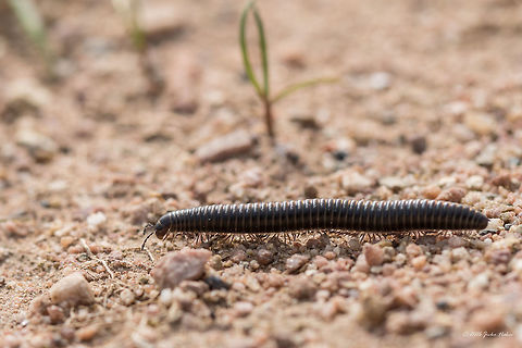 Millipede - Brachyiulus apfelbecki It was quite difficult to identify this cutie. Although not 100 % sure I have determined the species by the method of exclusion. From 8 species included in the Wiki page, 3 are endemic to Bulgaria. For the other species there is some very scarce information and species description, a couple of photos, but for this one - nothing. 
Blackish color, with lighter yellowish central line on the back along the body, about 46-47 segments, about 45 mm long.
Spotted at Ognyanovo Dam, about 40 km from Sofia
http://www.jungledragon.com/image/37543/millipede_-_brachyiulus_apfelbecki.html
http://www.jungledragon.com/image/37545/millipede_-_brachyiulus_apfelbecki.html Animal,Animalia,Arthropoda,Brachyiulus apfelbecki,Bulgaria,Diplopoda,Europe,Geotagged,Julida,Julidae,Millipede,Nature,Ognyanovo dam,Sofia,Spring,Wildlife