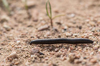 Millipede - Brachyiulus apfelbecki It was quite difficult to identify this cutie. Although not 100 % sure I have determined the species by the method of exclusion. From 8 species included in the Wiki page, 3 are endemic to Bulgaria. For the other species there is some very scarce information and species description, a couple of photos, but for this one - nothing. <br />
Blackish color, with lighter yellowish central line on the back along the body, about 46-47 segments, about 45 mm long.<br />
Spotted at Ognyanovo Dam, about 40 km from Sofia<br />
http://www.jungledragon.com/image/37543/millipede_-_brachyiulus_apfelbecki.html<br />
http://www.jungledragon.com/image/37545/millipede_-_brachyiulus_apfelbecki.html Animal,Animalia,Arthropoda,Brachyiulus apfelbecki,Bulgaria,Diplopoda,Europe,Geotagged,Julida,Julidae,Millipede,Nature,Ognyanovo dam,Sofia,Spring,Wildlife