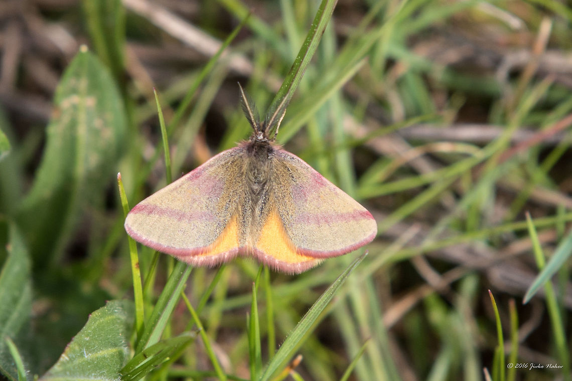 Purple-barred Yellow Moth Purple-barred Yellow - Lythria purpuraria Animal,Animalia,Arthropoda,Bulgaria,Europe,Geometer moth,Geometridae,Geotagged,Insect,Insecta,Lepidoptera,Lythria purpuraria,Nature,Ognyanovo dam,Purple-barred yellow,Sofia,Spring,Wildlife